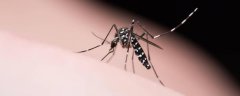 蚊子对自然环境有哪些益
