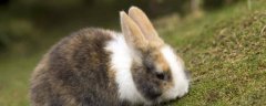 兔子几月份繁殖，春季和