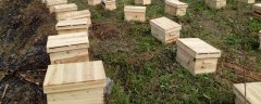 土蜜蜂有哪些养殖技巧，