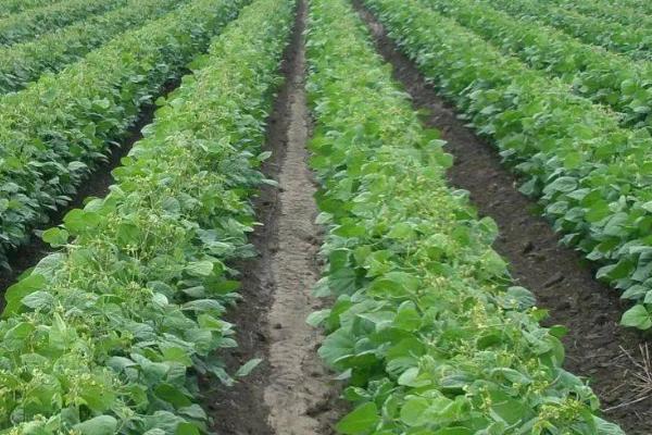 如何提高绿豆产量，首先需选择优质品种