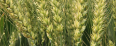 小麦拌种剂的配方是怎样
