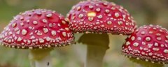 <b>蘑菇虫害如何防治，可选“绿色”农药</b>