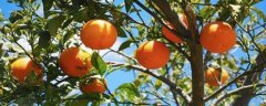 种植柑橘利润效益分析，