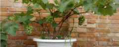葡萄籽种成小盆栽的方法