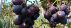 南方葡萄怎么种植，有哪