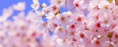 樱花树几年可以开花，什