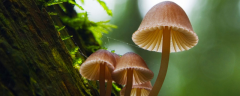 <b>蘑菇有什么传播种子的途径，蘑菇对生长环境的</b>
