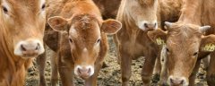 母牛超过预产期多少天属于正常情况，不超过7天