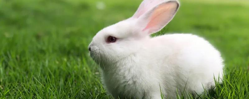 兔子出汗的部位在哪，通过皮肤表面、肛门、下巴底下排汗