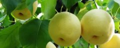 鸭梨结果枝组的培养方法