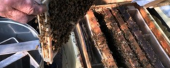 养蜜蜂专用工具有哪些，