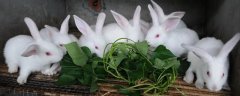 兔子夏季养殖方法，有哪