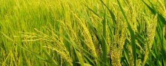 水稻害虫病的生物防治方