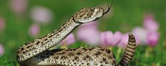 响尾蛇的毒性有多大？蛇