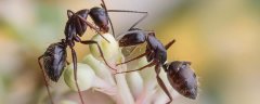 蚂蚁防治方法，化学药剂