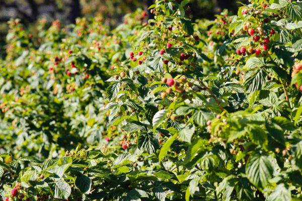 树莓怎么施肥和灌水，4月上旬可追施氮肥