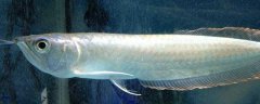银龙鱼常见病的症状及防