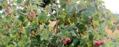 怎样种植树莓，种植树莓