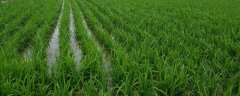 如何科学灌溉水稻，要符