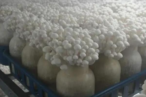 如何种植无公害金针菇，可将棉籽壳、秸秆、木屑作为栽培基质
