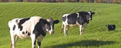 奶牛养殖场建设方法，养