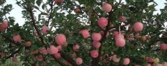 苹果树新品种介绍，分别