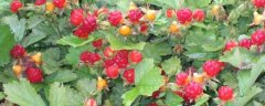 树莓怎么施肥和灌水，4月