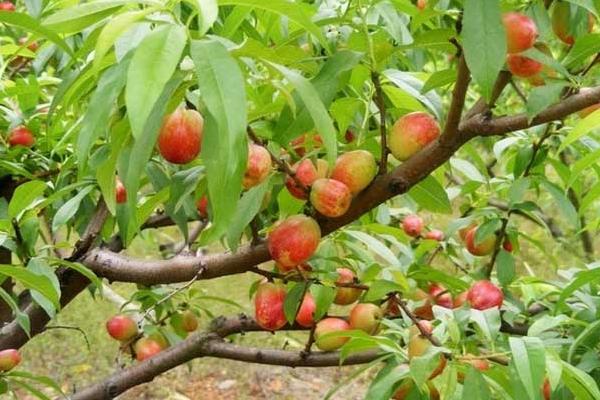 桃树延长盛果期的技巧，需要控制亩产量