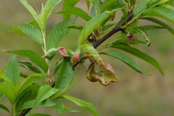 桃树常见病害症状及防治方法