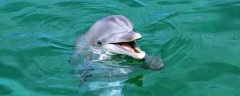 海豚喜欢吃的东西是什么，常捕食乌贼和各种小