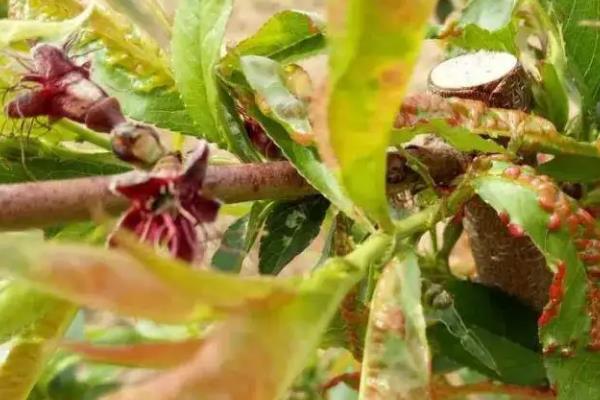 桃树疮痂病怎么治疗，附桃树病害防治措施