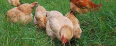 怎样提高土鸡养殖成活率
