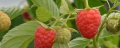 <strong>树莓高产种植技术，附生</strong>