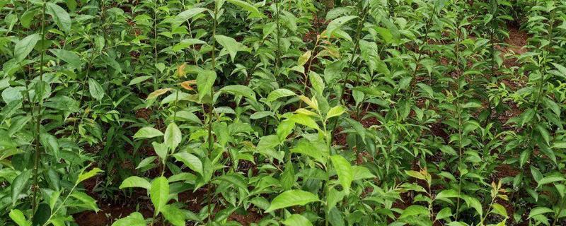 一棵脆红李树苗的价格是多少，脆红李树苗有哪些种植要点