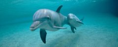 什么是海豚，是一种胎生