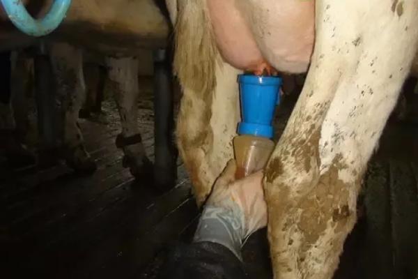 奶牛挤奶方法