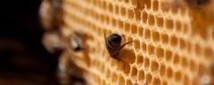 七里游胡蜂的毒性强吗，