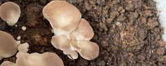 种蘑菇的简单方法，3月份