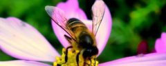 <b>蜜蜂的采集范围有多大，蜜蜂能飞多远</b>