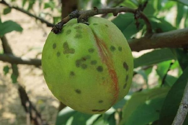 桃树疮痂病怎么治疗，桃树病害防治措施