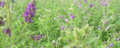 紫花苜蓿怎么种？在春夏