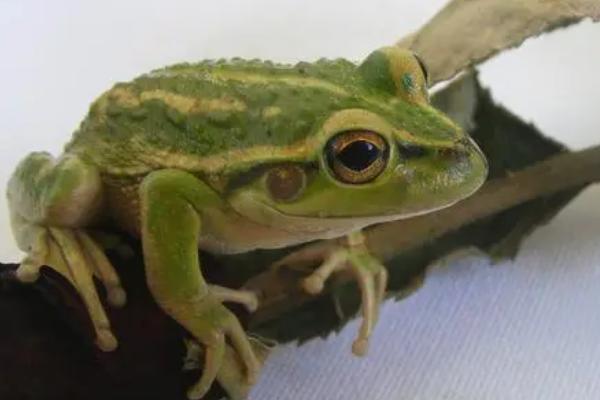 青蛙的外观特征，头部扁平眼睛突出