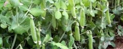 豌豆的种植时间，附病虫