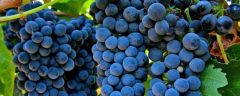 酿酒葡萄怎么种植，有哪