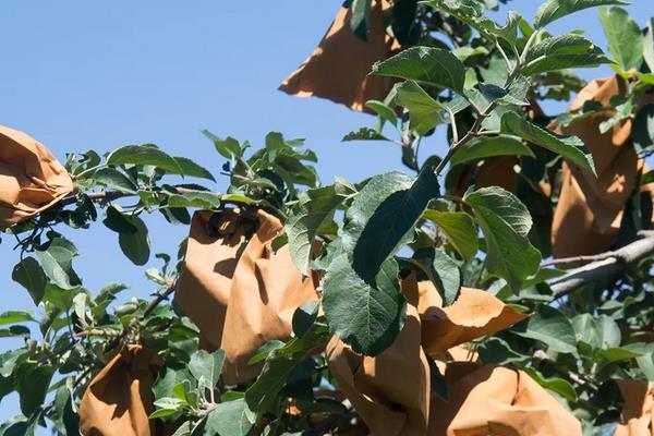 苹果树夏季管理技术，附苹果树常见病虫害
