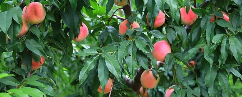 桃树延长盛果期的技巧，需要控制亩产量