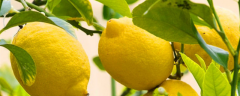 盆栽柠檬结果需要几年，