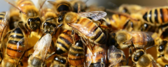 养蜂最新春繁法及注意事