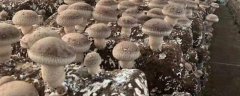 香菇露地种植方法，将菌