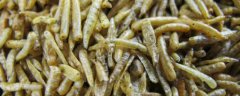 蝇蛆养殖技术有哪些呢？